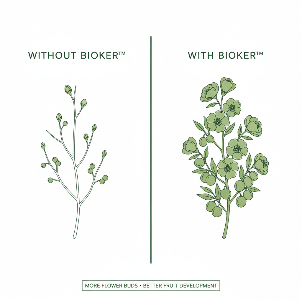 BIOKER™ blomknoppar och frukt